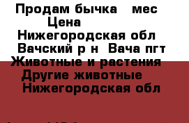 Продам бычка,5 мес › Цена ­ 17 000 - Нижегородская обл., Вачский р-н, Вача пгт Животные и растения » Другие животные   . Нижегородская обл.